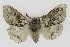  ( - NHMO-DAR-9766)  @14 [ ] CreativeCommons - Attribution Non-Commercial Share-Alike (2016) Unspecified University of Oslo, Natural History Museum