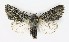  ( - NHMO-DAR-9792)  @11 [ ] CreativeCommons - Attribution Non-Commercial Share-Alike (2016) Unspecified University of Oslo, Natural History Museum