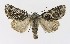  ( - NHMO-DAR-9793)  @11 [ ] CreativeCommons - Attribution Non-Commercial Share-Alike (2016) Unspecified University of Oslo, Natural History Museum