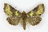  ( - NHMO-DAR-9804)  @14 [ ] CreativeCommons - Attribution Non-Commercial Share-Alike (2016) Unspecified University of Oslo, Natural History Museum