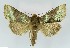  ( - NHMO-DAR-9805)  @14 [ ] CreativeCommons - Attribution Non-Commercial Share-Alike (2016) Unspecified University of Oslo, Natural History Museum