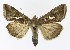  ( - NHMO-DAR-9808)  @14 [ ] CreativeCommons - Attribution Non-Commercial Share-Alike (2016) Unspecified University of Oslo, Natural History Museum