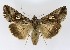  ( - NHMO-DAR-9809)  @15 [ ] CreativeCommons - Attribution Non-Commercial Share-Alike (2016) Unspecified University of Oslo, Natural History Museum