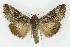  ( - NHMO-DAR-9812)  @14 [ ] CreativeCommons - Attribution Non-Commercial Share-Alike (2016) Unspecified University of Oslo, Natural History Museum
