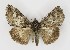  ( - NHMO-DAR-9813)  @14 [ ] CreativeCommons - Attribution Non-Commercial Share-Alike (2016) Unspecified University of Oslo, Natural History Museum