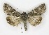  ( - NHMO-DAR-9814)  @14 [ ] CreativeCommons - Attribution Non-Commercial Share-Alike (2016) Unspecified University of Oslo, Natural History Museum