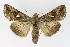  ( - NHMO-DAR-9816)  @15 [ ] CreativeCommons - Attribution Non-Commercial Share-Alike (2016) Unspecified University of Oslo, Natural History Museum