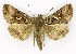  ( - NHMO-DAR-9817)  @14 [ ] CreativeCommons - Attribution Non-Commercial Share-Alike (2016) Unspecified University of Oslo, Natural History Museum