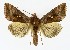  ( - NHMO-DAR-9830)  @14 [ ] CreativeCommons - Attribution Non-Commercial Share-Alike (2016) Unspecified University of Oslo, Natural History Museum