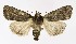  ( - NHMO-DAR-9849)  @14 [ ] CreativeCommons - Attribution Non-Commercial Share-Alike (2016) Unspecified University of Oslo, Natural History Museum