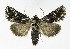  (Calophasia lunula - NHMO-DAR-9850)  @15 [ ] CreativeCommons - Attribution Non-Commercial Share-Alike (2016) Unspecified University of Oslo, Natural History Museum