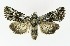  ( - NHMO-DAR-9851)  @14 [ ] CreativeCommons - Attribution Non-Commercial Share-Alike (2016) Unspecified University of Oslo, Natural History Museum