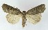  ( - NHMO-DAR-9854)  @14 [ ] CreativeCommons - Attribution Non-Commercial Share-Alike (2016) Unspecified University of Oslo, Natural History Museum