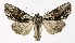  ( - NHMO-DAR-9881)  @15 [ ] CreativeCommons - Attribution Non-Commercial Share-Alike (2016) Unspecified University of Oslo, Natural History Museum