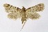  (Aglossa sp. KB01 - NHMO-DAR-9897)  @11 [ ] CreativeCommons - Attribution Non-Commercial Share-Alike (2016) Unspecified University of Oslo, Natural History Museum