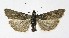  ( - NHMO-DAR-9902)  @13 [ ] CreativeCommons - Attribution Non-Commercial Share-Alike (2016) Unspecified University of Oslo, Natural History Museum
