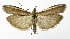  ( - NHMO-DAR-9908)  @14 [ ] CreativeCommons - Attribution Non-Commercial Share-Alike (2016) Unspecified University of Oslo, Natural History Museum