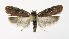  (Agonopterix purpurea - NHMO-DAR-10171)  @14 [ ] CreativeCommons - Attribution Non-Commercial Share-Alike (2016) Unspecified University of Oslo, Natural History Museum