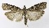  ( - NHMO-DAR-9919)  @13 [ ] CreativeCommons - Attribution Non-Commercial Share-Alike (2016) Unspecified University of Oslo, Natural History Museum
