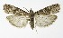  ( - NHMO-DAR-9920)  @13 [ ] CreativeCommons - Attribution Non-Commercial Share-Alike (2016) Unspecified University of Oslo, Natural History Museum