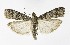  ( - NHMO-DAR-9924)  @14 [ ] CreativeCommons - Attribution Non-Commercial Share-Alike (2016) Unspecified University of Oslo, Natural History Museum