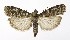  ( - NHMO-DAR-9926)  @14 [ ] CreativeCommons - Attribution Non-Commercial Share-Alike (2016) Unspecified University of Oslo, Natural History Museum