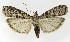  ( - NHMO-DAR-9927)  @13 [ ] CreativeCommons - Attribution Non-Commercial Share-Alike (2016) Unspecified University of Oslo, Natural History Museum