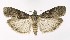  (Phycita roborella - NHMO-DAR-9928)  @15 [ ] CreativeCommons - Attribution Non-Commercial Share-Alike (2016) Unspecified University of Oslo, Natural History Museum