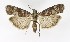  ( - NHMO-DAR-9929)  @14 [ ] CreativeCommons - Attribution Non-Commercial Share-Alike (2016) Unspecified University of Oslo, Natural History Museum