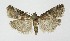  ( - NHMO-DAR-10174)  @13 [ ] CreativeCommons - Attribution Non-Commercial Share-Alike (2016) Unspecified University of Oslo, Natural History Museum