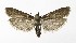  ( - NHMO-DAR-9941)  @14 [ ] CreativeCommons - Attribution Non-Commercial Share-Alike (2016) Unspecified University of Oslo, Natural History Museum