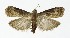  ( - NHMO-DAR-10177)  @11 [ ] CreativeCommons - Attribution Non-Commercial Share-Alike (2016) Unspecified University of Oslo, Natural History Museum