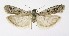  (Phycitodes albatella - NHMO-DAR-10181)  @15 [ ] CreativeCommons - Attribution Non-Commercial Share-Alike (2016) Unspecified University of Oslo, Natural History Museum