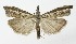  ( - NHMO-DAR-9963)  @14 [ ] CreativeCommons - Attribution Non-Commercial Share-Alike (2016) Unspecified University of Oslo, Natural History Museum