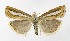  ( - NHMO-DAR-9976)  @14 [ ] CreativeCommons - Attribution Non-Commercial Share-Alike (2016) Unspecified University of Oslo, Natural History Museum