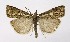  ( - NHMO-DAR-9981)  @11 [ ] CreativeCommons - Attribution Non-Commercial Share-Alike (2016) Unspecified University of Oslo, Natural History Museum