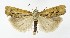 (Agriphila inquinatella - NHMO-DAR-9995)  @15 [ ] CreativeCommons - Attribution Non-Commercial Share-Alike (2016) Unspecified University of Oslo, Natural History Museum