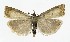  ( - NHMO-DAR-9998)  @14 [ ] CreativeCommons - Attribution Non-Commercial Share-Alike (2016) Unspecified University of Oslo, Natural History Museum