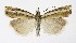  ( - NHMO-DAR-10010)  @14 [ ] CreativeCommons - Attribution Non-Commercial Share-Alike (2016) Unspecified University of Oslo, Natural History Museum