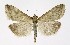  (Udea nebulalis - NHMO-DAR-10043)  @15 [ ] CreativeCommons - Attribution Non-Commercial Share-Alike (2016) Unspecified University of Oslo, Natural History Museum