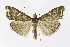  ( - NHMO-DAR-10064)  @13 [ ] CreativeCommons - Attribution Non-Commercial Share-Alike (2016) Unspecified University of Oslo, Natural History Museum