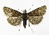  ( - NHMO-DAR-10066)  @14 [ ] CreativeCommons - Attribution Non-Commercial Share-Alike (2016) Unspecified University of Oslo, Natural History Museum