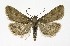  ( - NHMO-DAR-10069)  @14 [ ] CreativeCommons - Attribution Non-Commercial Share-Alike (2016) Unspecified University of Oslo, Natural History Museum