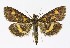  ( - NHMO-DAR-10073)  @14 [ ] CreativeCommons - Attribution Non-Commercial Share-Alike (2016) Unspecified University of Oslo, Natural History Museum