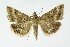  ( - NHMO-DAR-10078)  @14 [ ] CreativeCommons - Attribution Non-Commercial Share-Alike (2016) Unspecified University of Oslo, Natural History Museum