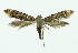  ( - NHMO-DAR-10315)  @13 [ ] CreativeCommons - Attribution Non-Commercial Share-Alike (2016) Unspecified University of Oslo, Natural History Museum