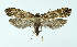  ( - NHMO-DAR-10322)  @14 [ ] CreativeCommons - Attribution Non-Commercial Share-Alike (2016) Unspecified University of Oslo, Natural History Museum