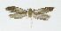  ( - NHMO-DAR-10344)  @13 [ ] CreativeCommons - Attribution Non-Commercial Share-Alike (2016) Unspecified University of Oslo, Natural History Museum