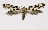  (Nemapogon nigralbella - NHMO-DAR-10348)  @14 [ ] CreativeCommons - Attribution Non-Commercial Share-Alike (2016) Unspecified University of Oslo, Natural History Museum