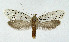 (Yponomeuta evonymella - NHMO-DAR-10449)  @15 [ ] CreativeCommons - Attribution Non-Commercial Share-Alike (2016) Unspecified University of Oslo, Natural History Museum
